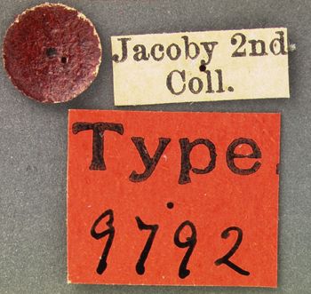Media type: image; Entomology 9792   Aspect: labels